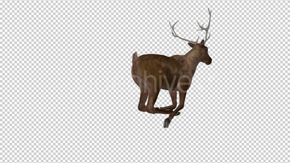 Red Deer Jump Run Loop Back Angle View Videohive 18520145 Motion Graphics Image 7