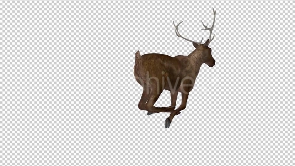 Red Deer Jump Run Loop Back Angle View Videohive 18520145 Motion Graphics Image 8