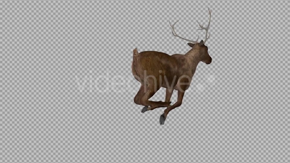Red Deer Jump Run Loop Back Angle View Videohive 18520145 Motion Graphics Image 9