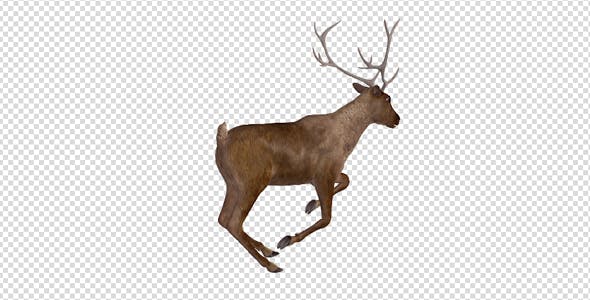 Red Deer Jump Run Loop Back Angle View - Videohive 18520145 Download