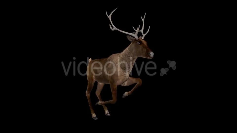 Red Deer Jump Run Loop Side Angle View Videohive 18520138 Motion Graphics Image 1