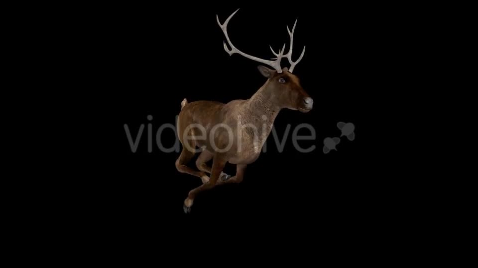 Red Deer Jump Run Loop Side Angle View Videohive 18520138 Motion Graphics Image 10
