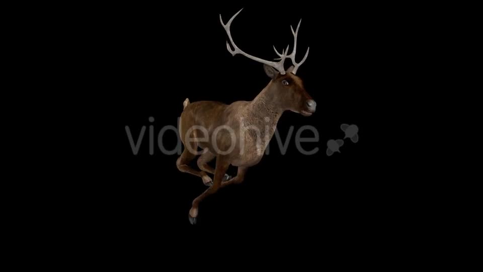 Red Deer Jump Run Loop Side Angle View Videohive 18520138 Motion Graphics Image 11