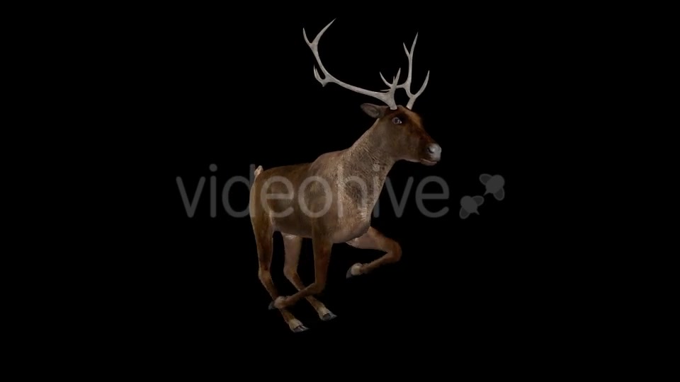 Red Deer Jump Run Loop Side Angle View Videohive 18520138 Motion Graphics Image 3