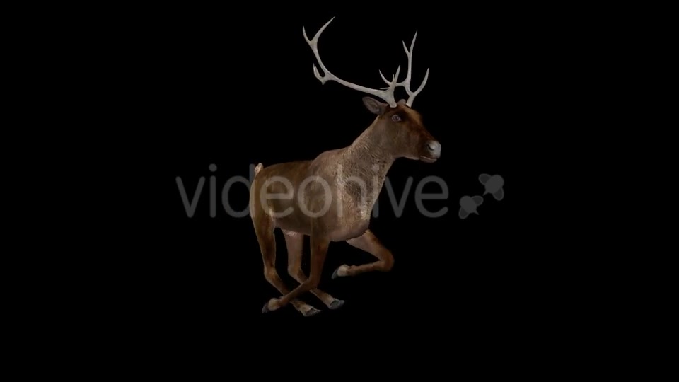 Red Deer Jump Run Loop Side Angle View Videohive 18520138 Motion Graphics Image 4