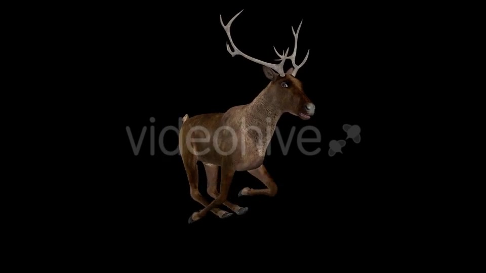 Red Deer Jump Run Loop Side Angle View Videohive 18520138 Motion Graphics Image 5