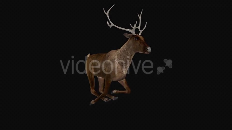 Red Deer Jump Run Loop Side Angle View Videohive 18520138 Motion Graphics Image 6