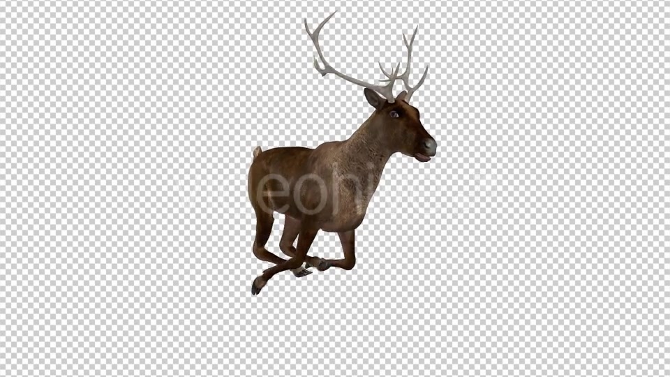 Red Deer Jump Run Loop Side Angle View Videohive 18520138 Motion Graphics Image 8