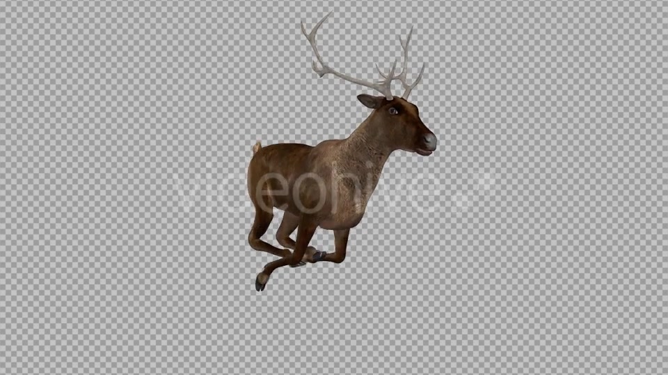 Red Deer Jump Run Loop Side Angle View Videohive 18520138 Motion Graphics Image 9
