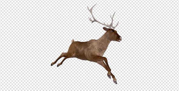 Red Deer Jump Run Loop Side Angle View - Download 18520138 Videohive