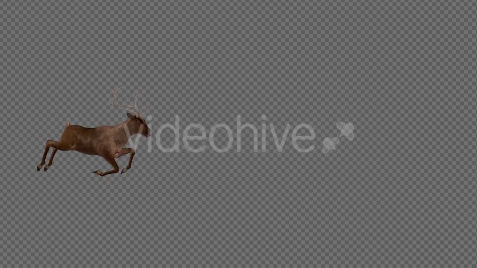 Red Deer Run over Screen Right Side View 4K Videohive 18520203 Motion Graphics Image 2