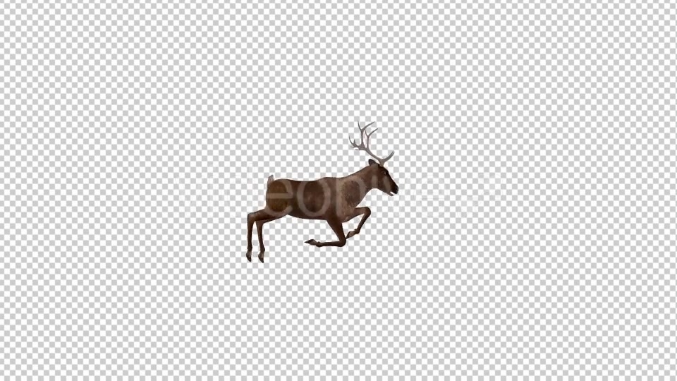 Red Deer Run over Screen Right Side View 4K Videohive 18520203 Motion Graphics Image 3