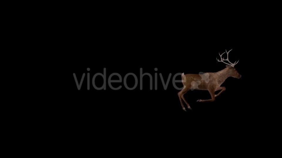 Red Deer Run over Screen Right Side View 4K Videohive 18520203 Motion Graphics Image 4
