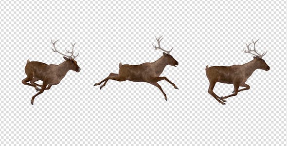 Red Deer Run over Screen Right Side View 4K - Download 18520203 Videohive