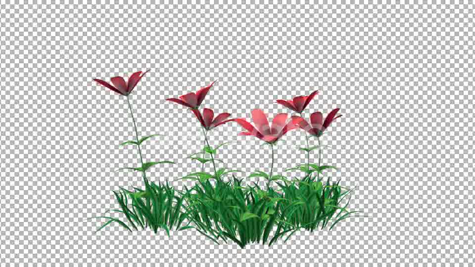 Red Flowers and Grass Videohive 22429643 Motion Graphics Image 11