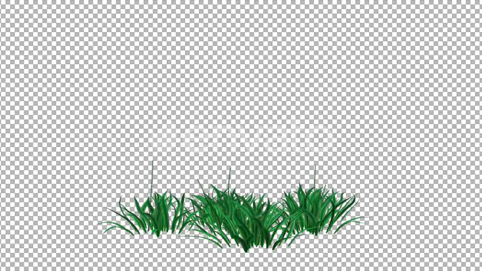 Red Flowers and Grass Videohive 22429643 Motion Graphics Image 2