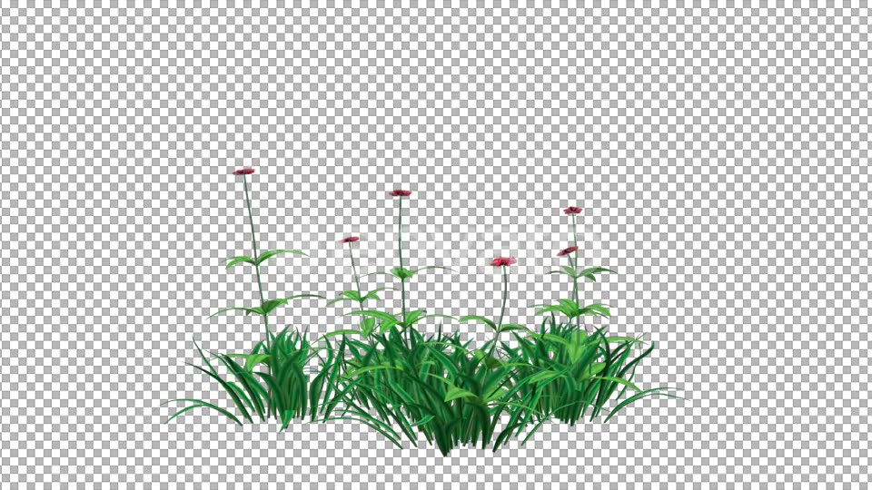 Red Flowers and Grass Videohive 22429643 Motion Graphics Image 3