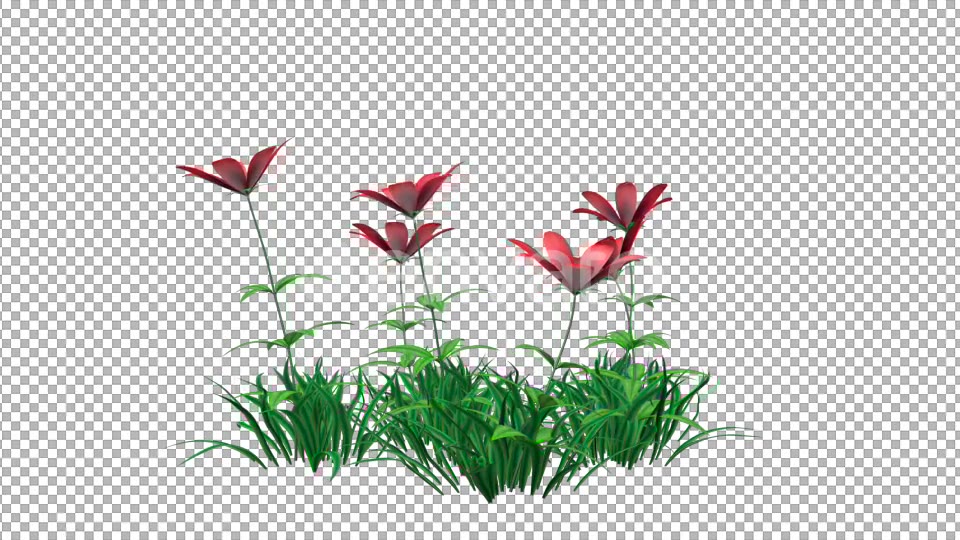 Red Flowers and Grass Videohive 22429643 Motion Graphics Image 4