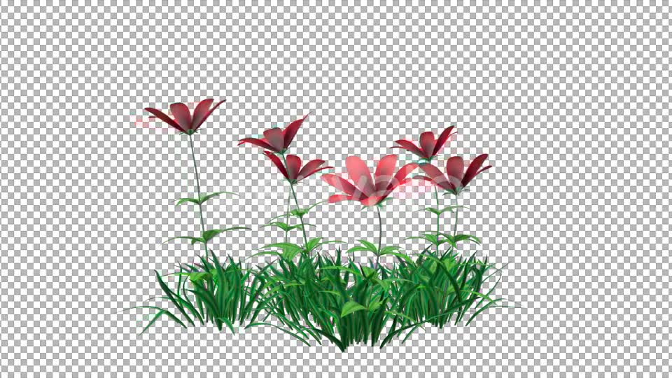 Red Flowers and Grass Videohive 22429643 Motion Graphics Image 6