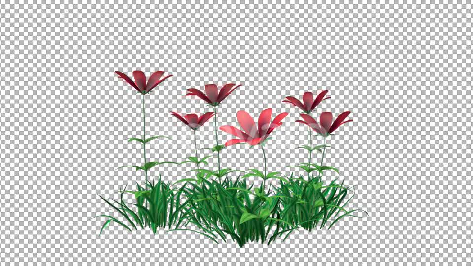Red Flowers and Grass Videohive 22429643 Motion Graphics Image 7