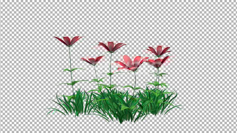 Red Flowers and Grass Videohive 22429643 Motion Graphics Image 8