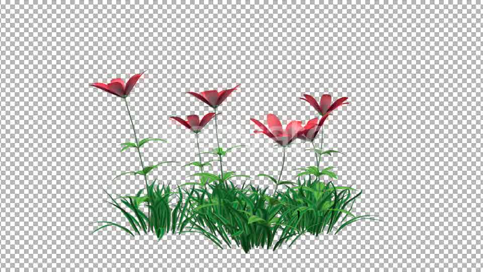 Red Flowers and Grass Videohive 22429643 Motion Graphics Image 9