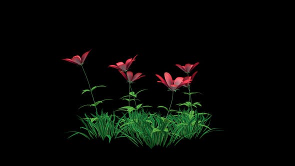 Red Flowers and Grass - 22429643 Videohive Download