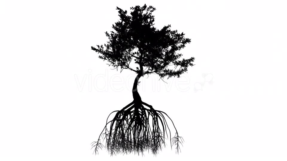 Red Mangrove Long Roots Silhouette of Tree Small Videohive 15361353 Motion Graphics Image 10