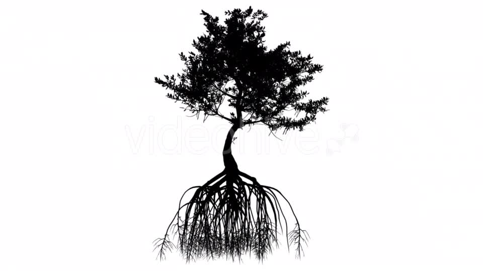 Red Mangrove Long Roots Silhouette of Tree Small Videohive 15361353 Motion Graphics Image 11