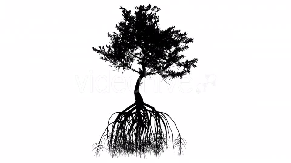 Red Mangrove Long Roots Silhouette of Tree Small Videohive 15361353 Motion Graphics Image 2