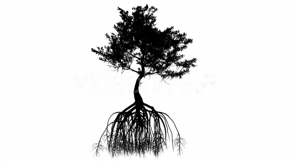 Red Mangrove Long Roots Silhouette of Tree Small Videohive 15361353 Motion Graphics Image 3