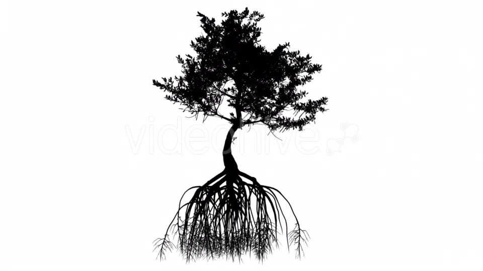 Red Mangrove Long Roots Silhouette of Tree Small Videohive 15361353 Motion Graphics Image 5