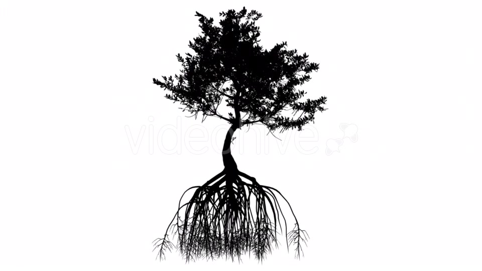 Red Mangrove Long Roots Silhouette of Tree Small Videohive 15361353 Motion Graphics Image 6