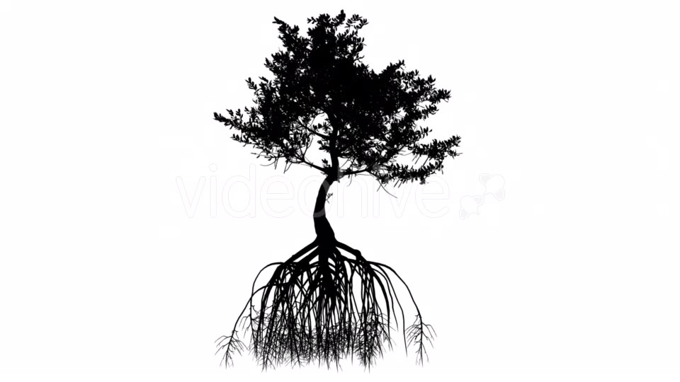 Red Mangrove Long Roots Silhouette of Tree Small Videohive 15361353 Motion Graphics Image 7