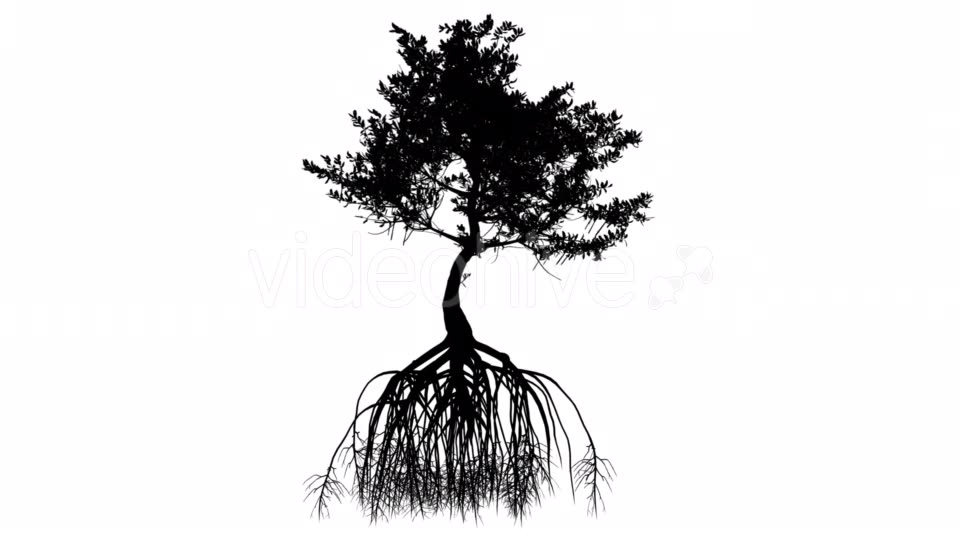 Red Mangrove Long Roots Silhouette of Tree Small Videohive 15361353 Motion Graphics Image 9