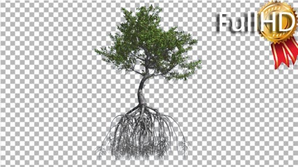 Red Mangrove Tree Large Root System Green Leaves - 16857785 Download Videohive