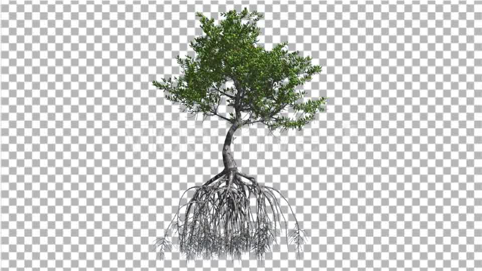 Red Mangrove Tree Large Root System Green Leaves Videohive 13560230 Motion Graphics Image 9