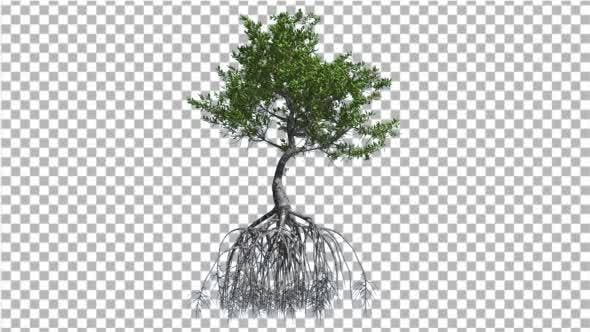 Red Mangrove Tree Large Root System Green Leaves - Videohive 13560230 Download