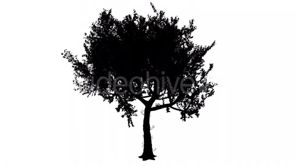 Red Oak Quercus Rubra Thin Trunk Rounded Crown Videohive 15385832 Motion Graphics Image 1