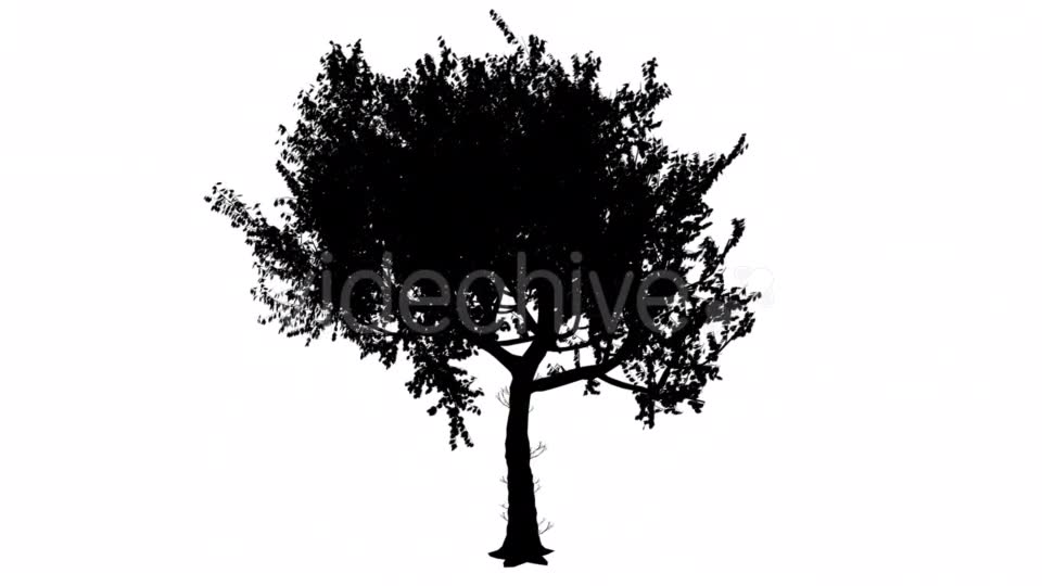 Red Oak Quercus Rubra Thin Trunk Rounded Crown Videohive 15385832 Motion Graphics Image 10