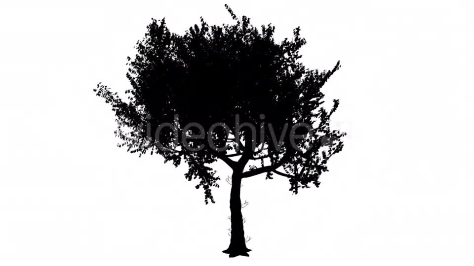 Red Oak Quercus Rubra Thin Trunk Rounded Crown Videohive 15385832 Motion Graphics Image 11