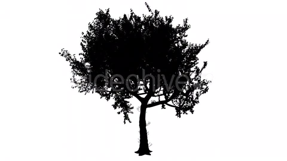 Red Oak Quercus Rubra Thin Trunk Rounded Crown Videohive 15385832 Motion Graphics Image 2