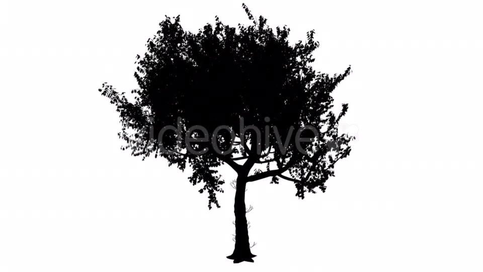 Red Oak Quercus Rubra Thin Trunk Rounded Crown Videohive 15385832 Motion Graphics Image 3