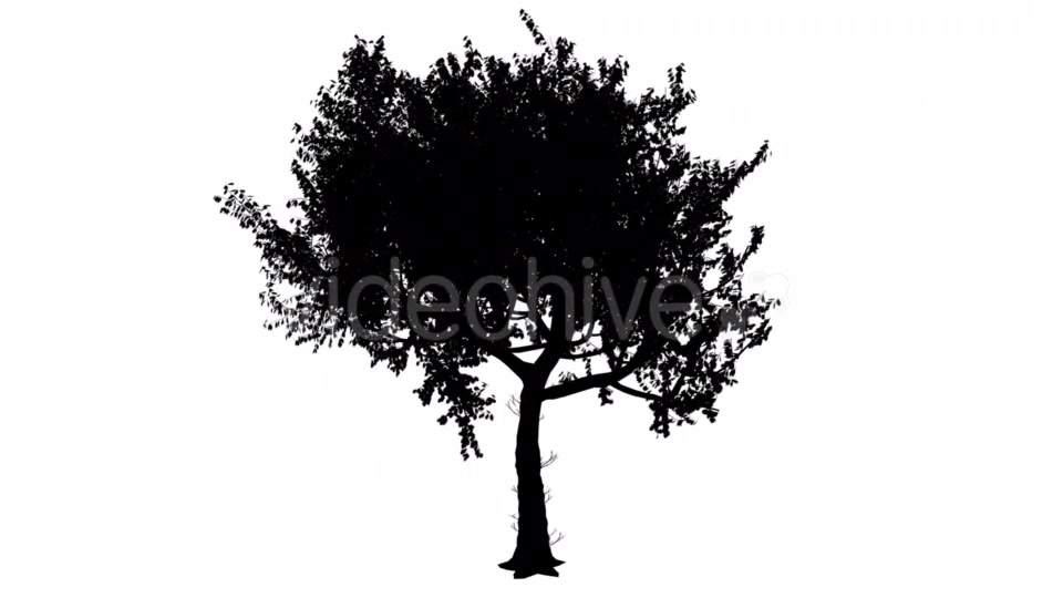 Red Oak Quercus Rubra Thin Trunk Rounded Crown Videohive 15385832 Motion Graphics Image 5