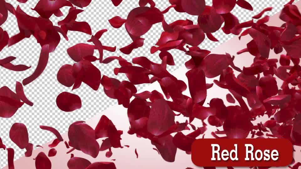 Red Rose Videohive 15687383 Motion Graphics Image 1