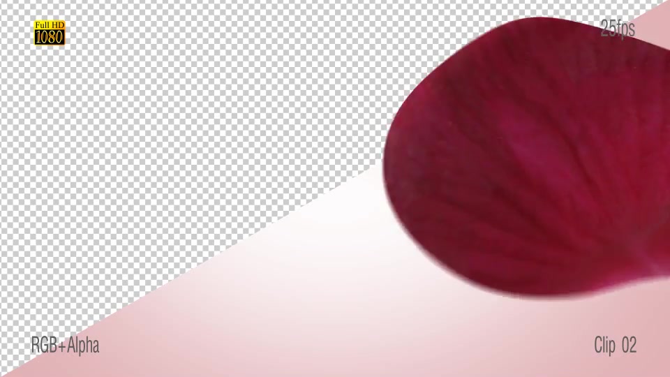 Red Rose Videohive 15687383 Motion Graphics Image 5