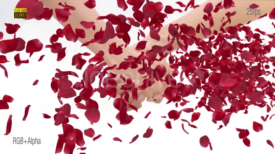 Red Rose Videohive 15687383 Motion Graphics Image 9