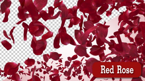 Red Rose - 15687383 Download Videohive