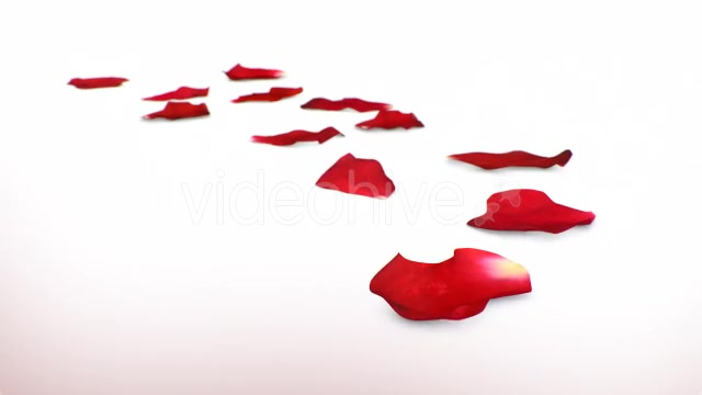 Red Rose Petals Videohive 14375755 Motion Graphics Image 4
