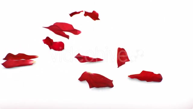 Red Rose Petals Videohive 14375755 Motion Graphics Image 6